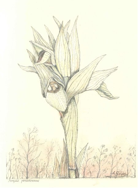 Grrabado de la orquídea "pérez-chiscanoi" de Abilio Resa